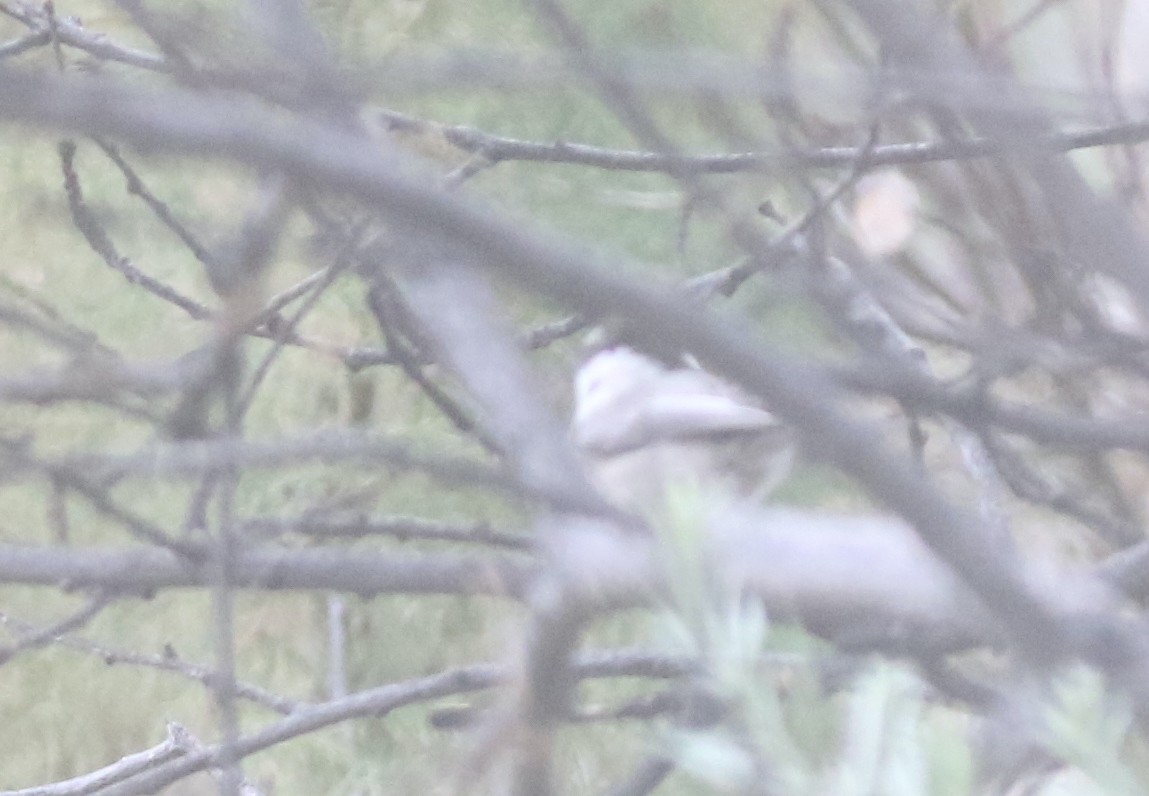 Mountain Chickadee - ML502463901