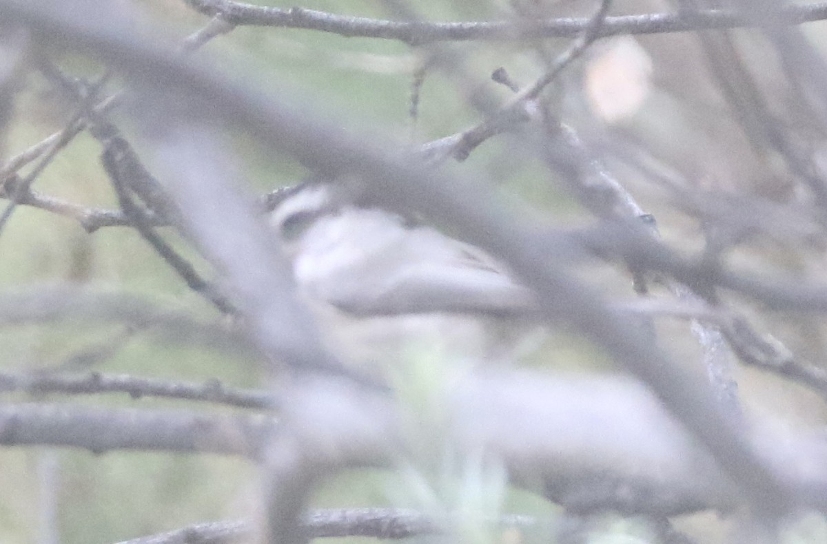 Mountain Chickadee - ML502463911