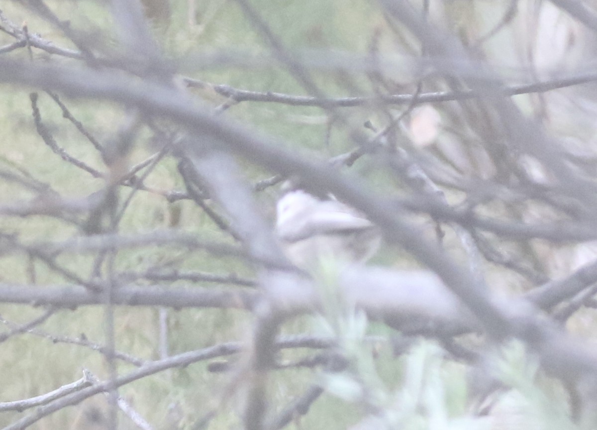 Mountain Chickadee - ML502463921