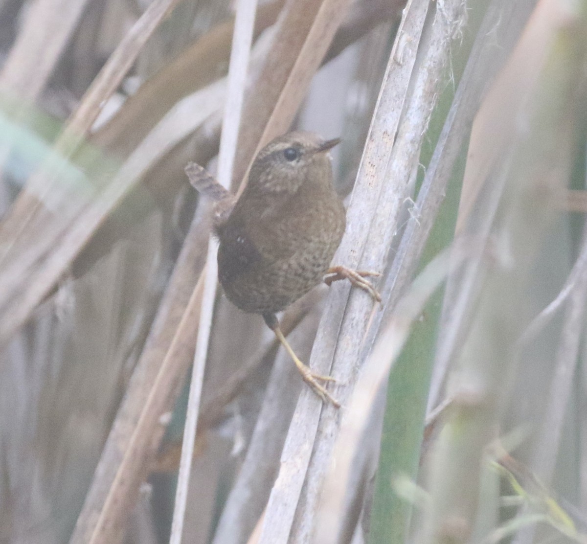 Pacific Wren - logan kahle