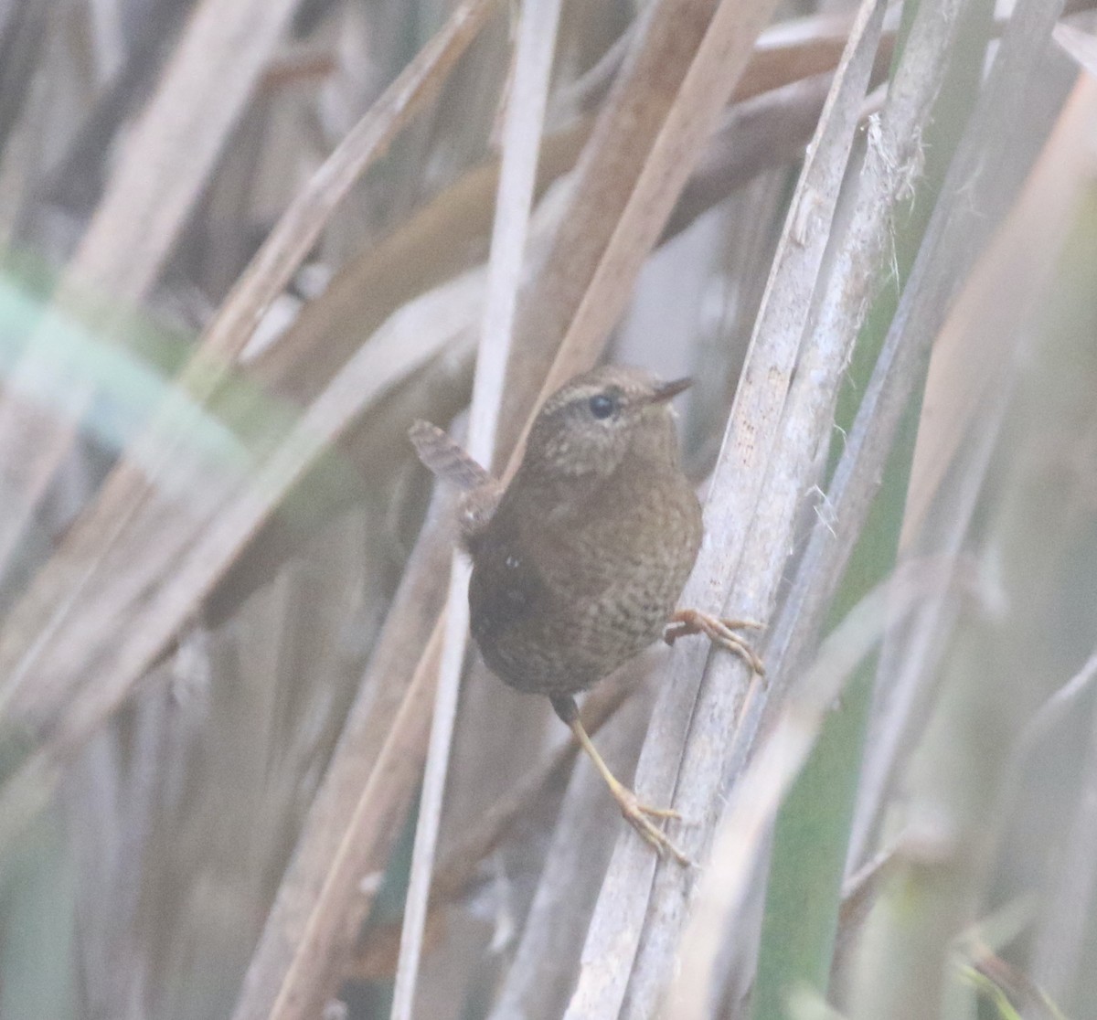 Pacific Wren - ML502464161