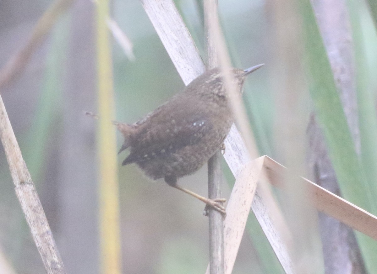 Pacific Wren - ML502464171