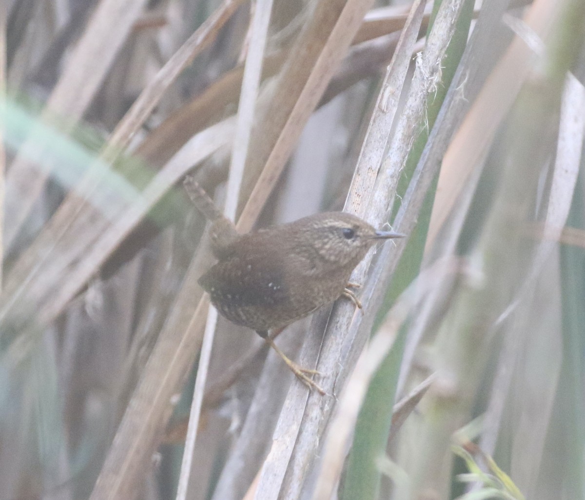 Pacific Wren - logan kahle