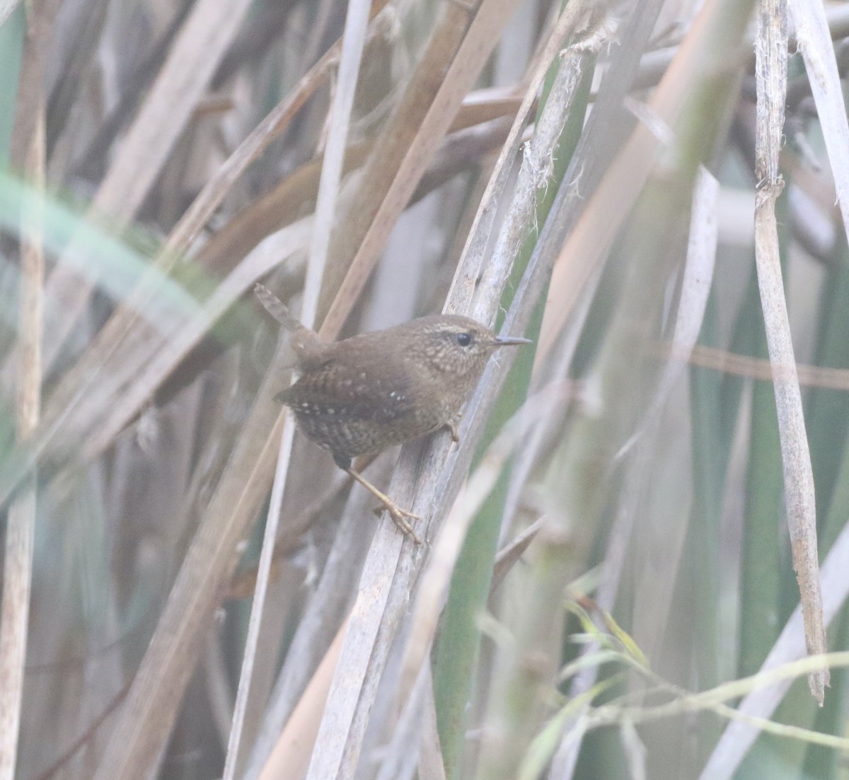 Pacific Wren - ML502464191