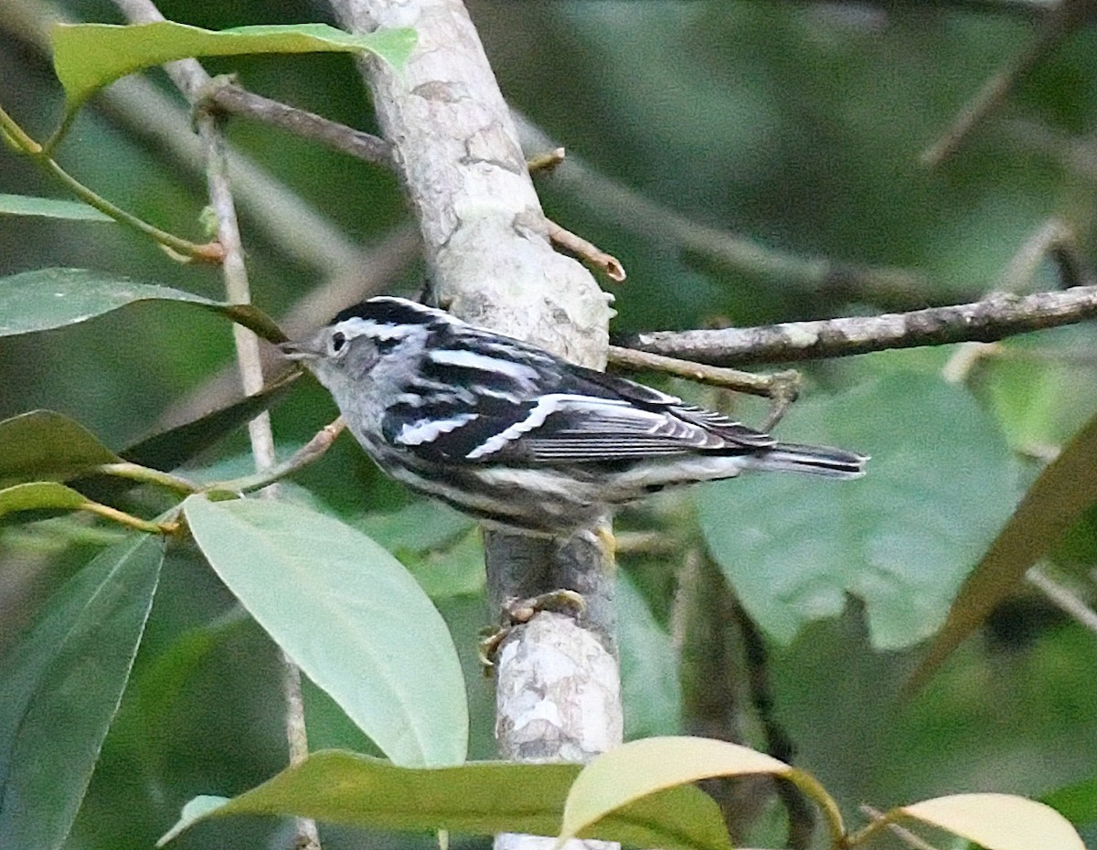 Black-and-white Warbler - ML50246421