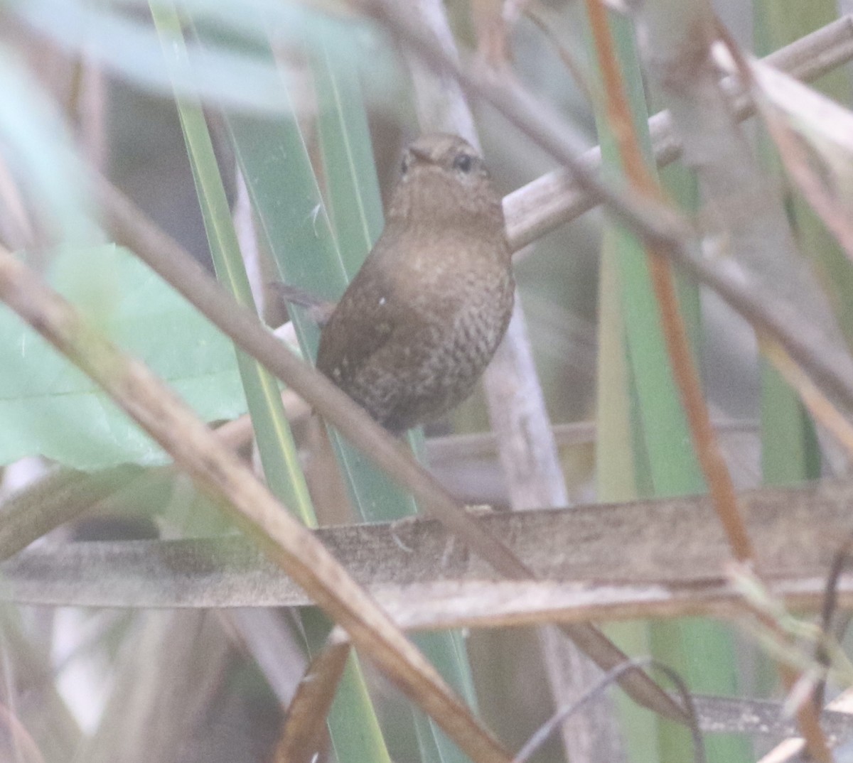 Pacific Wren - ML502464241