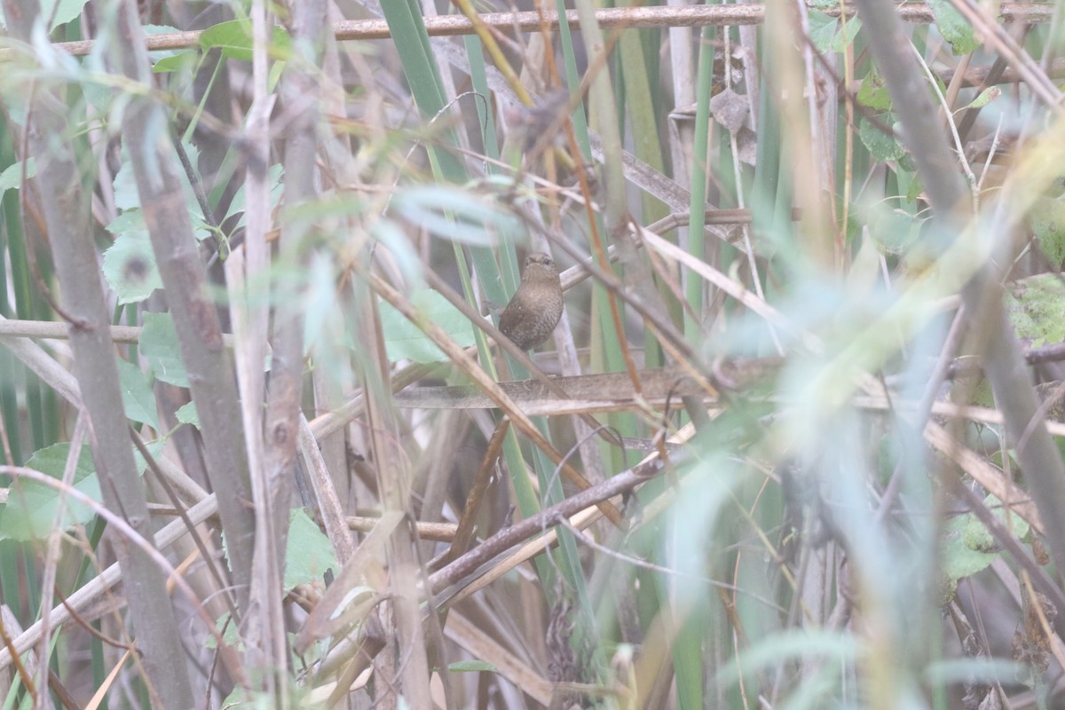 Pacific Wren - ML502464251