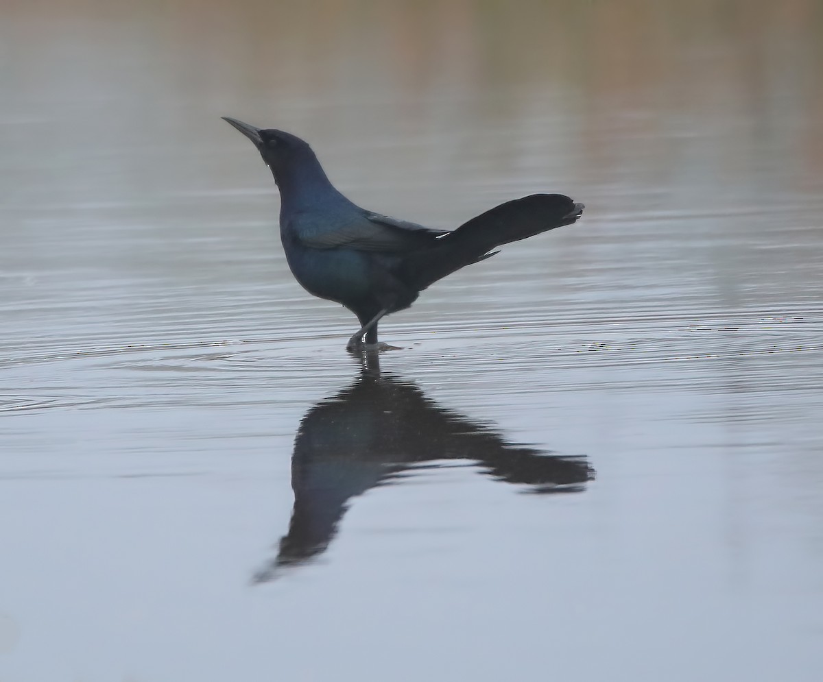 Boat-tailed Grackle - Elizabeth Winter