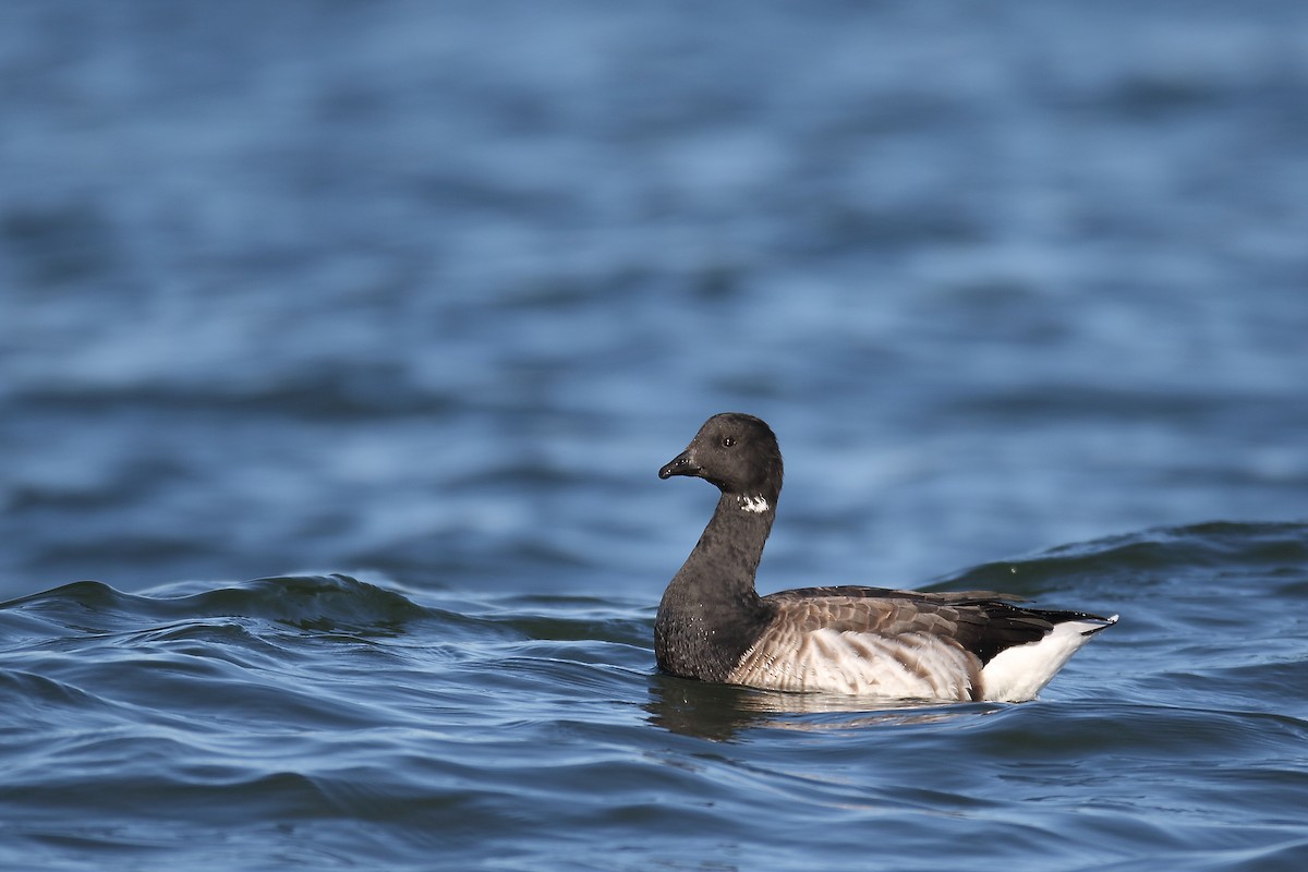 Brant (Atlantic) - Thanasis Tsafonis