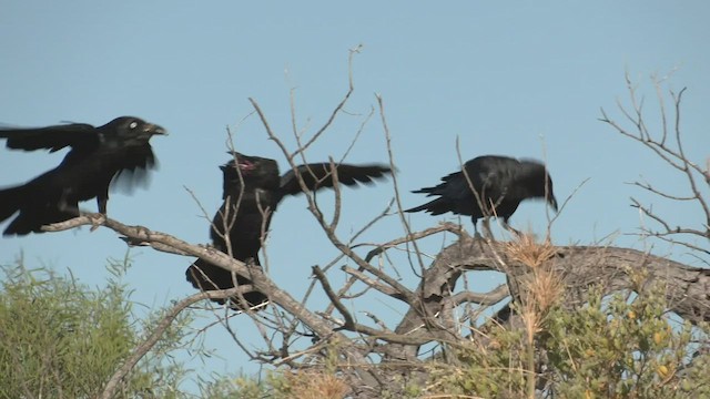 Corbeau du désert - ML502467071