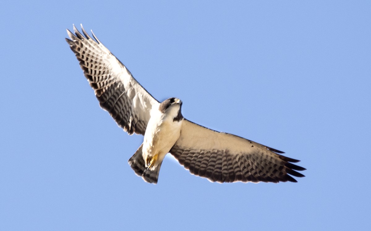 Short-tailed Hawk - Eduardo Vieira 17