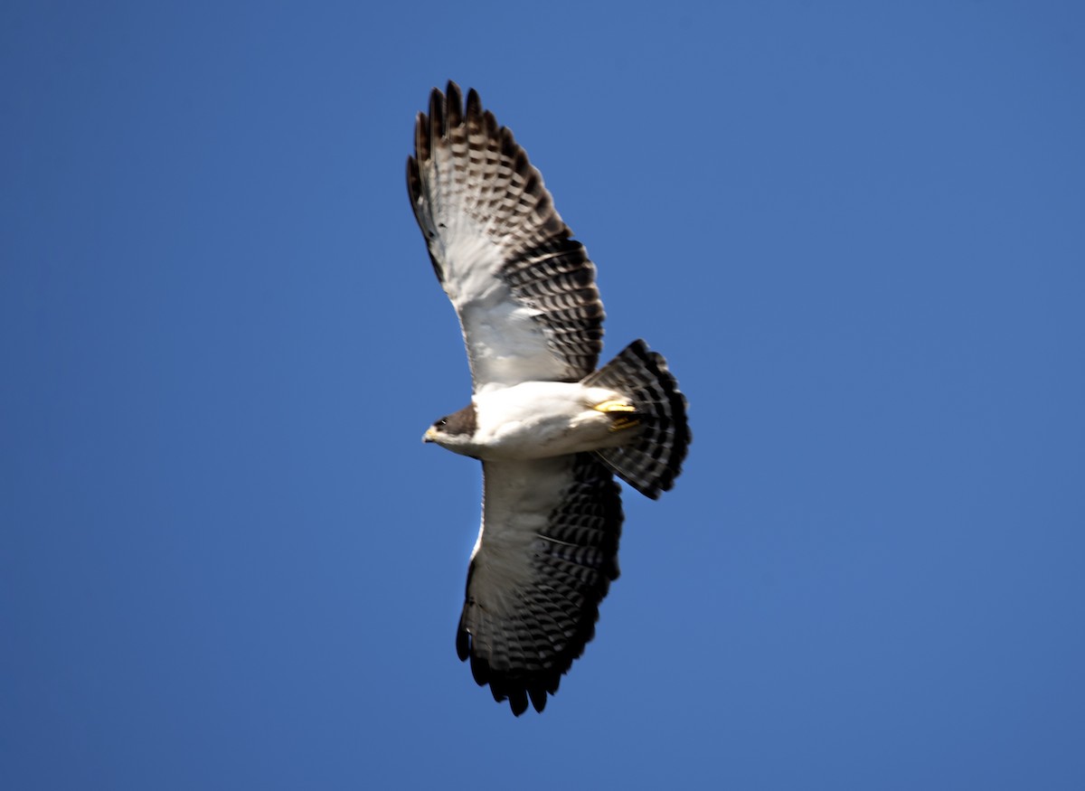 Short-tailed Hawk - ML502467981