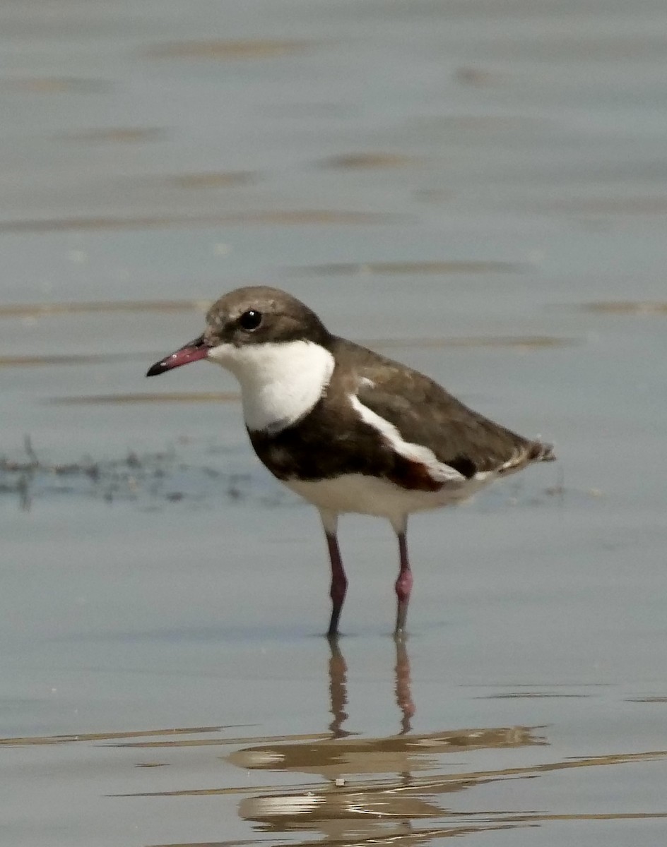 Red-kneed Dotterel - ML502468491