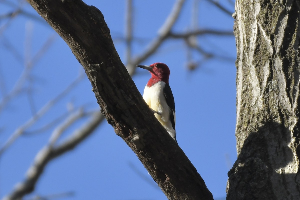 Red-headed Woodpecker - ML502468941