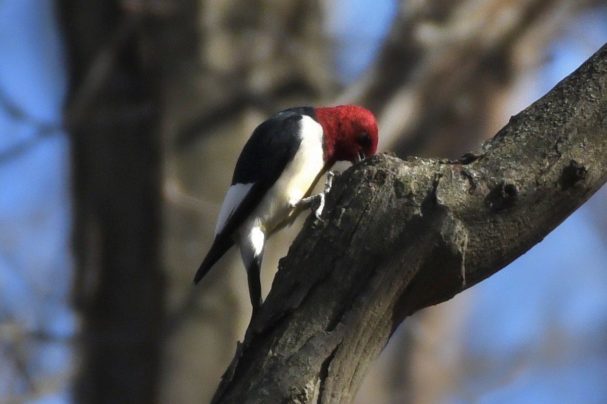 Red-headed Woodpecker - ML502468951