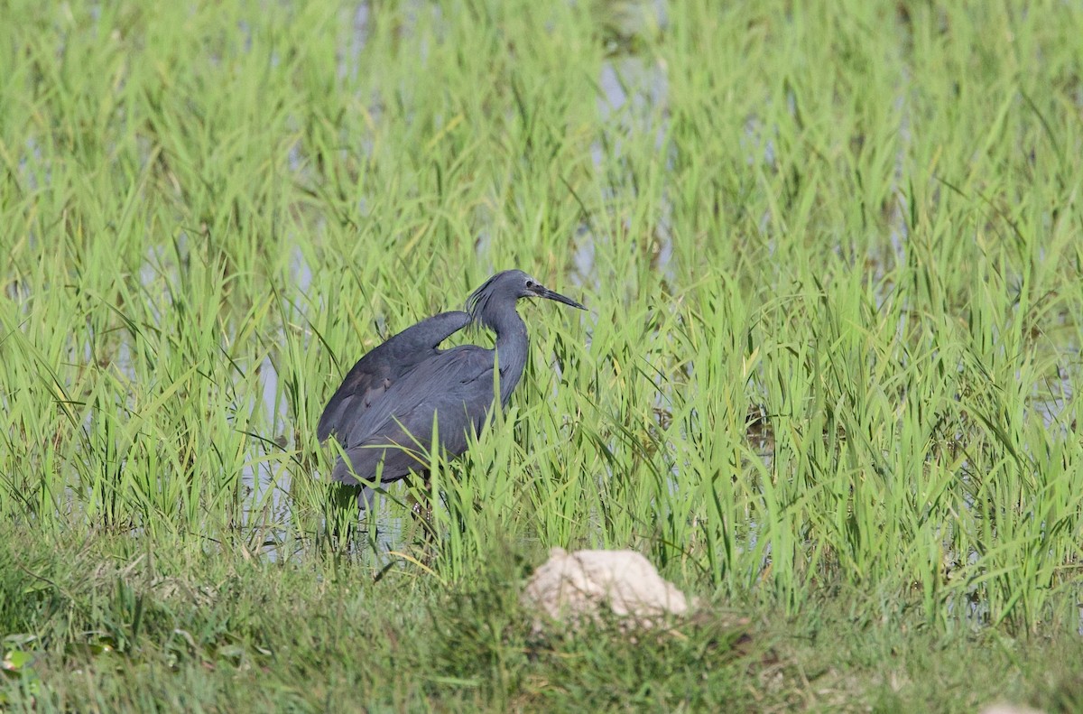 Black Heron - ML502469751