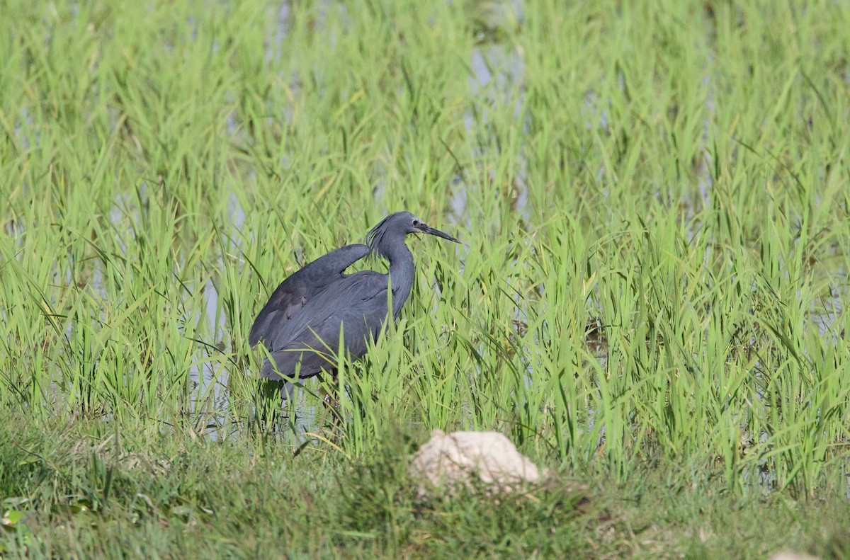 Black Heron - Eric Barnes