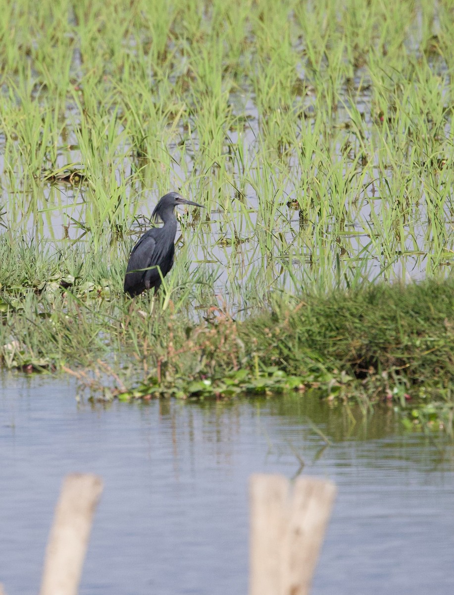 Black Heron - ML502469761
