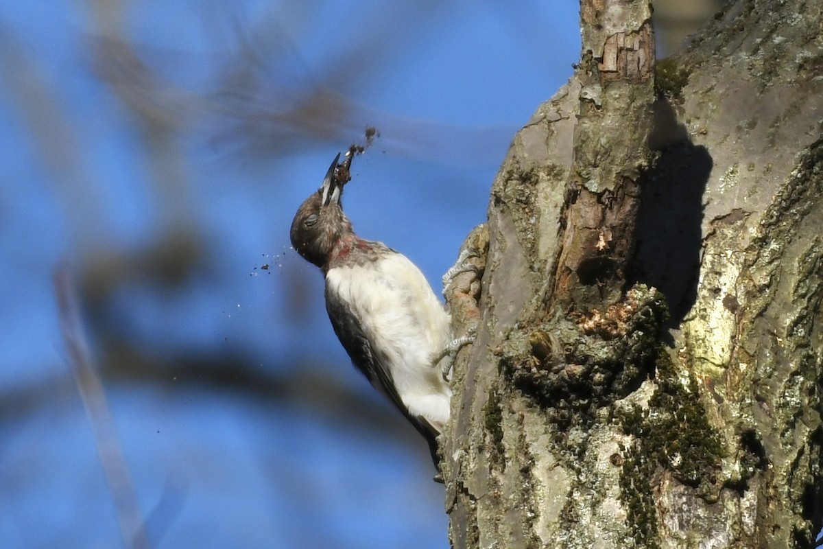 Red-headed Woodpecker - Kent Kleman