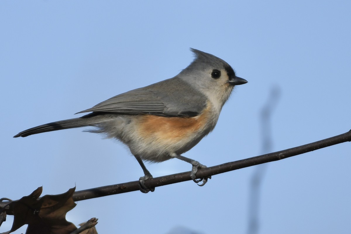 Tufted Titmouse - ML502470321