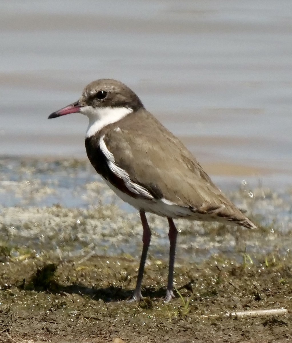 Red-kneed Dotterel - ML502470481