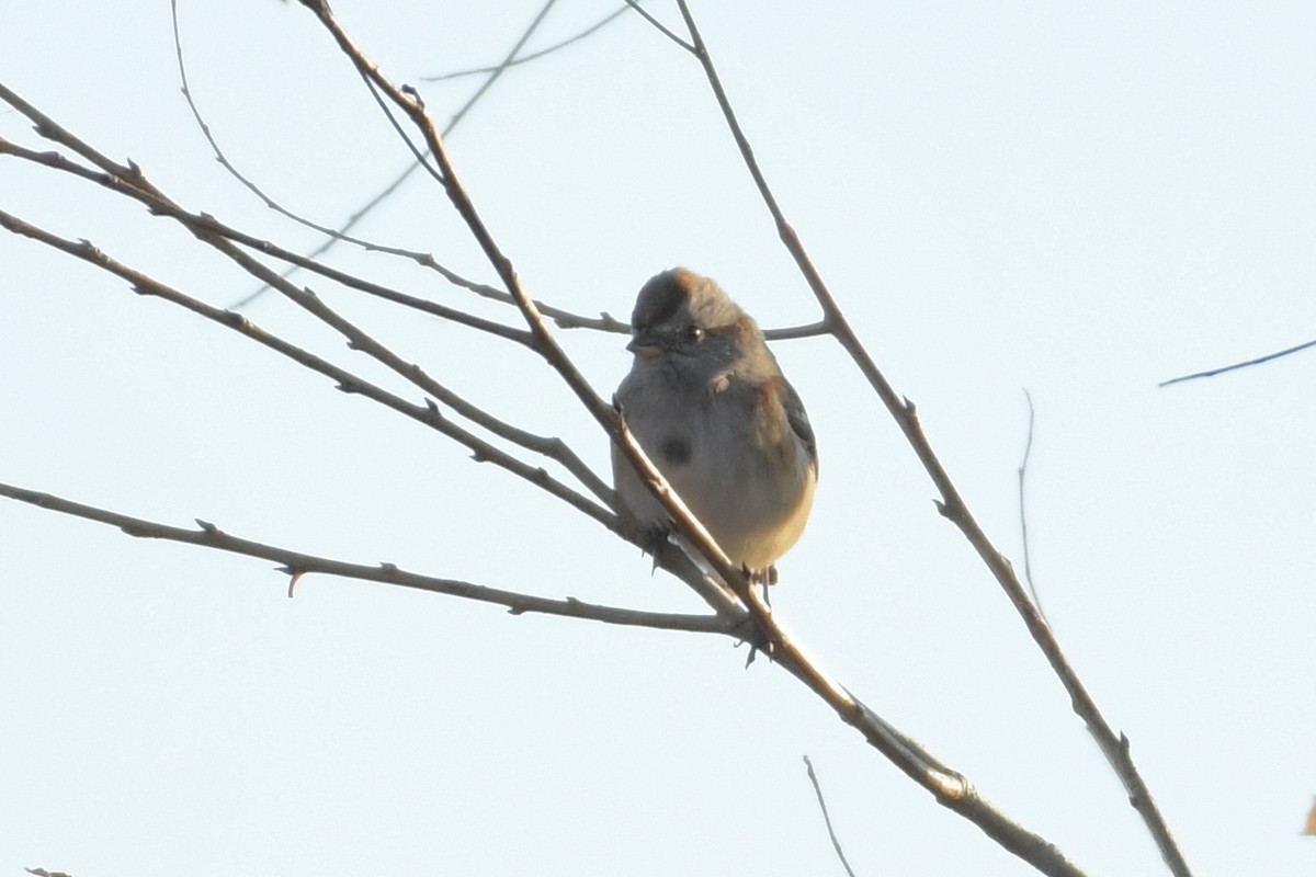 American Tree Sparrow - ML502470791