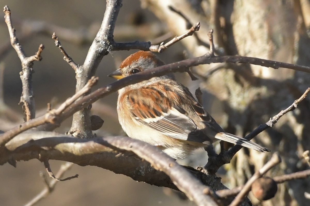 American Tree Sparrow - ML502470801