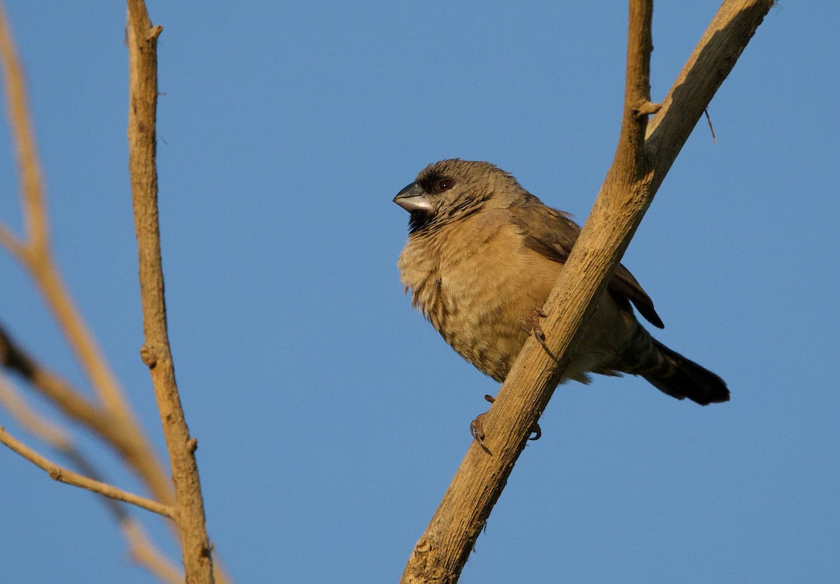 Madagascar Munia - ML502470821