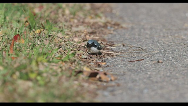 Blaurücken-Waldsänger - ML502471151