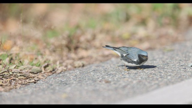 Paruline bleue - ML502471171