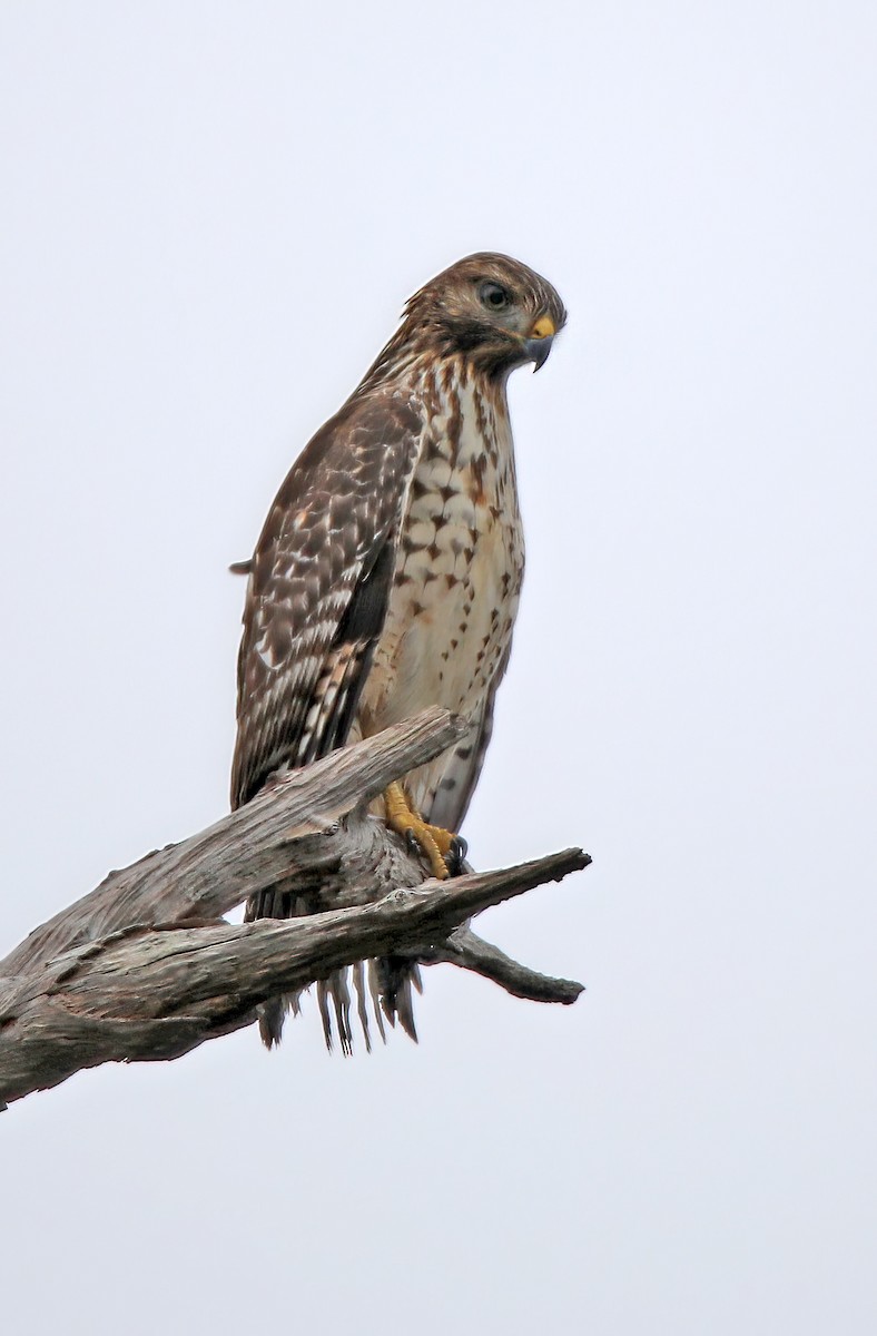 Red-shouldered Hawk - ML502471471