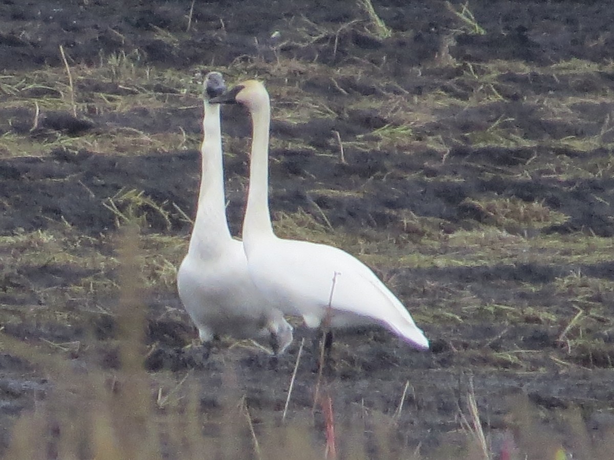 Trumpeter Swan - ML502471741