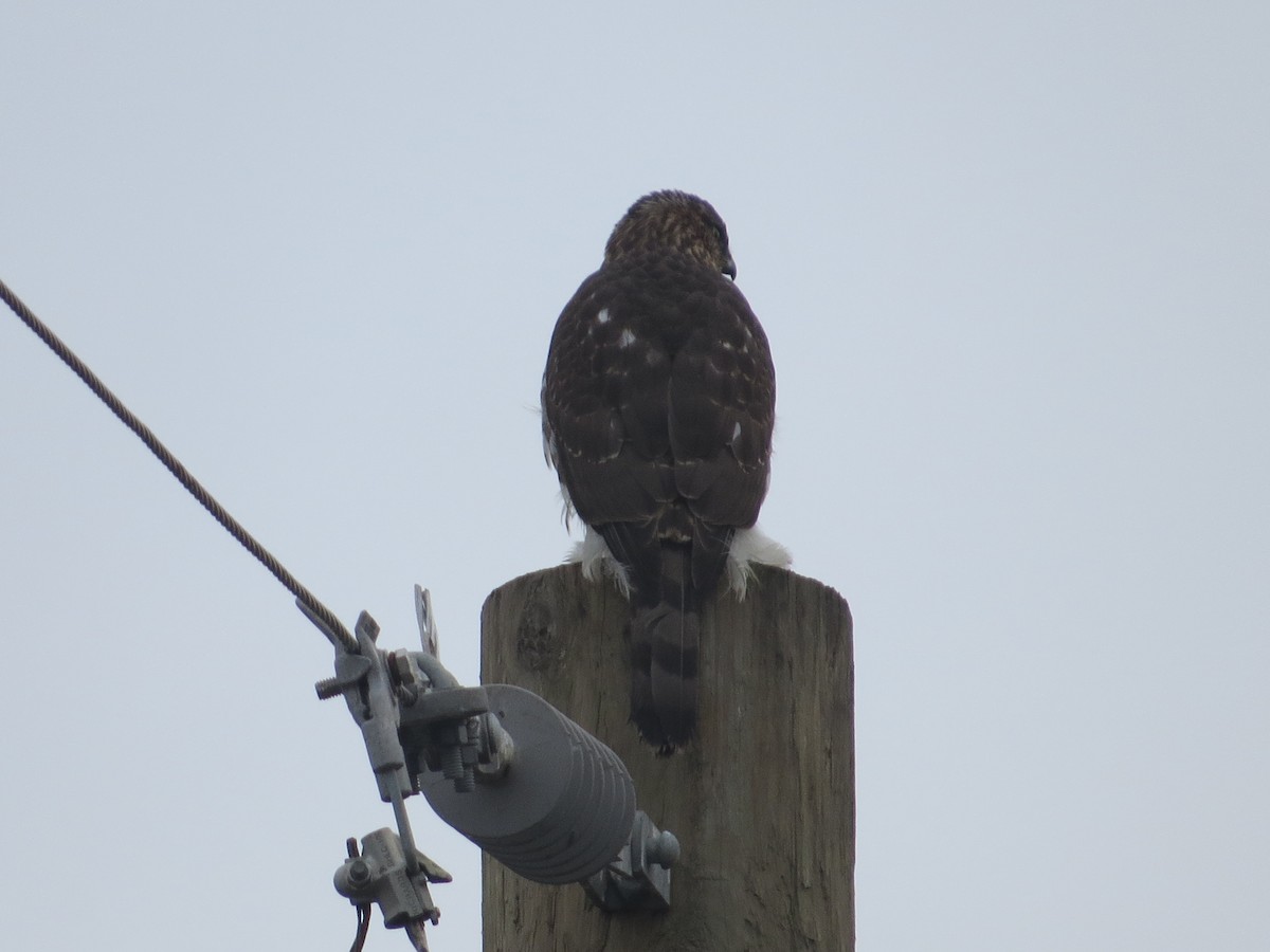 Cooper's Hawk - ML502471891