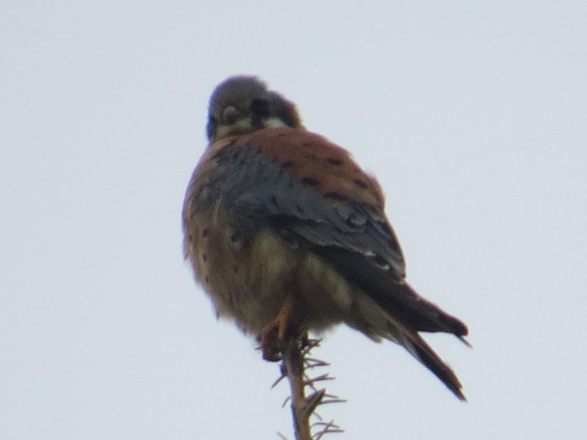 American Kestrel - ML502471951