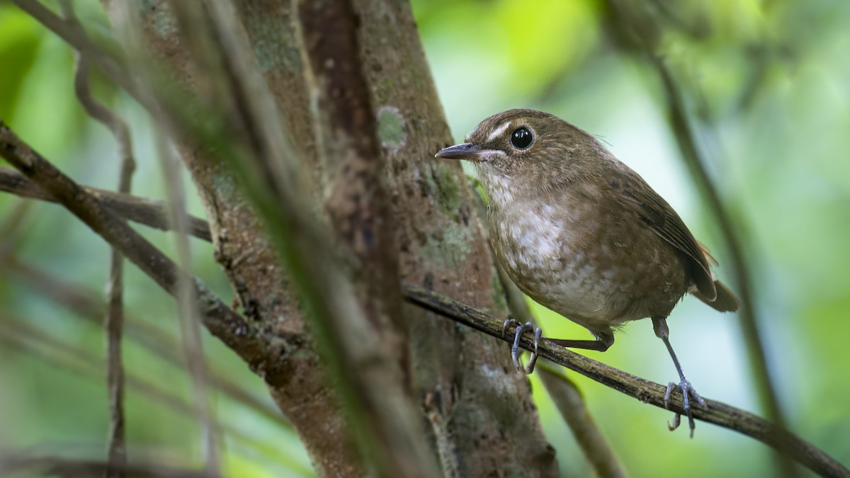 Lesser Shortwing - ML502473751