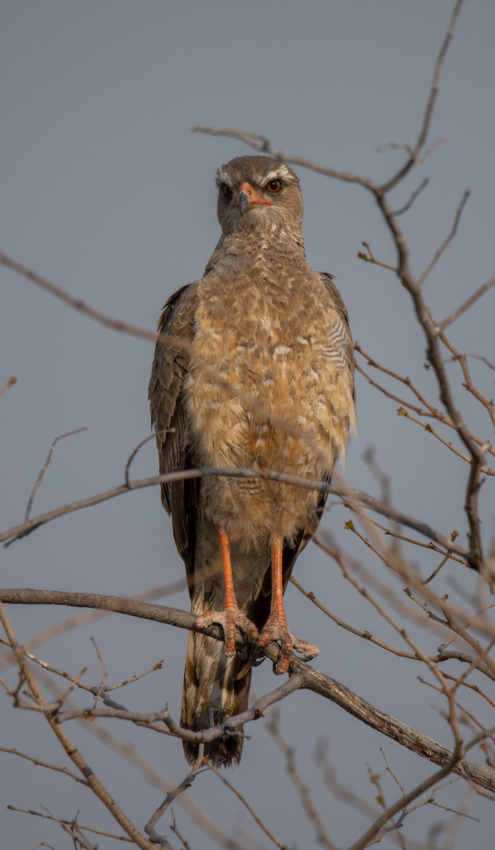 Ovambo Sparrowhawk - ML502475341