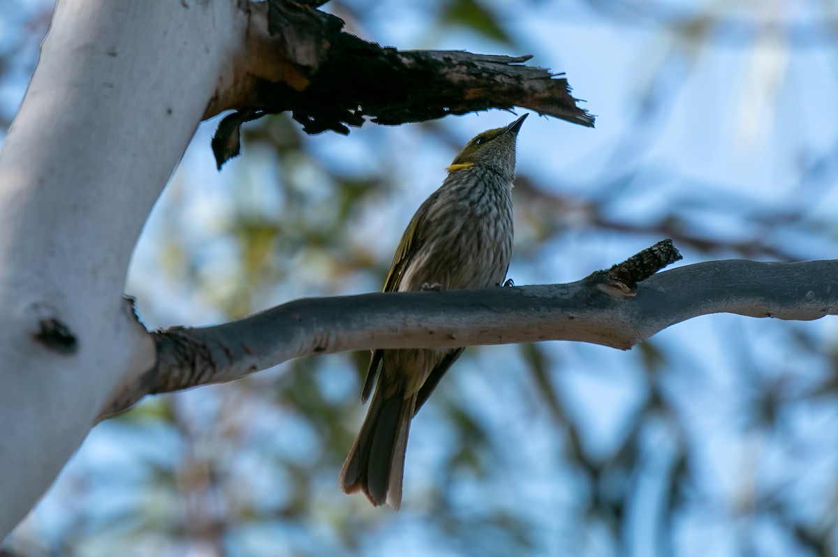 Yellow-plumed Honeyeater - Blythe Nilson