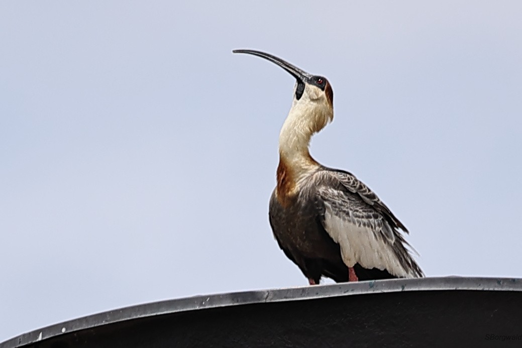 Buff-necked Ibis - Steve Borgwald