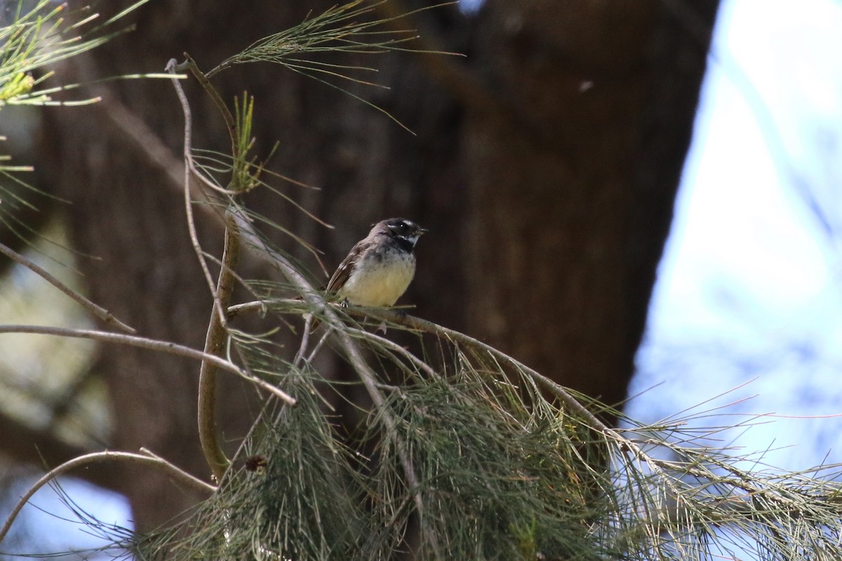 Gray Fantail - Deb & Rod R