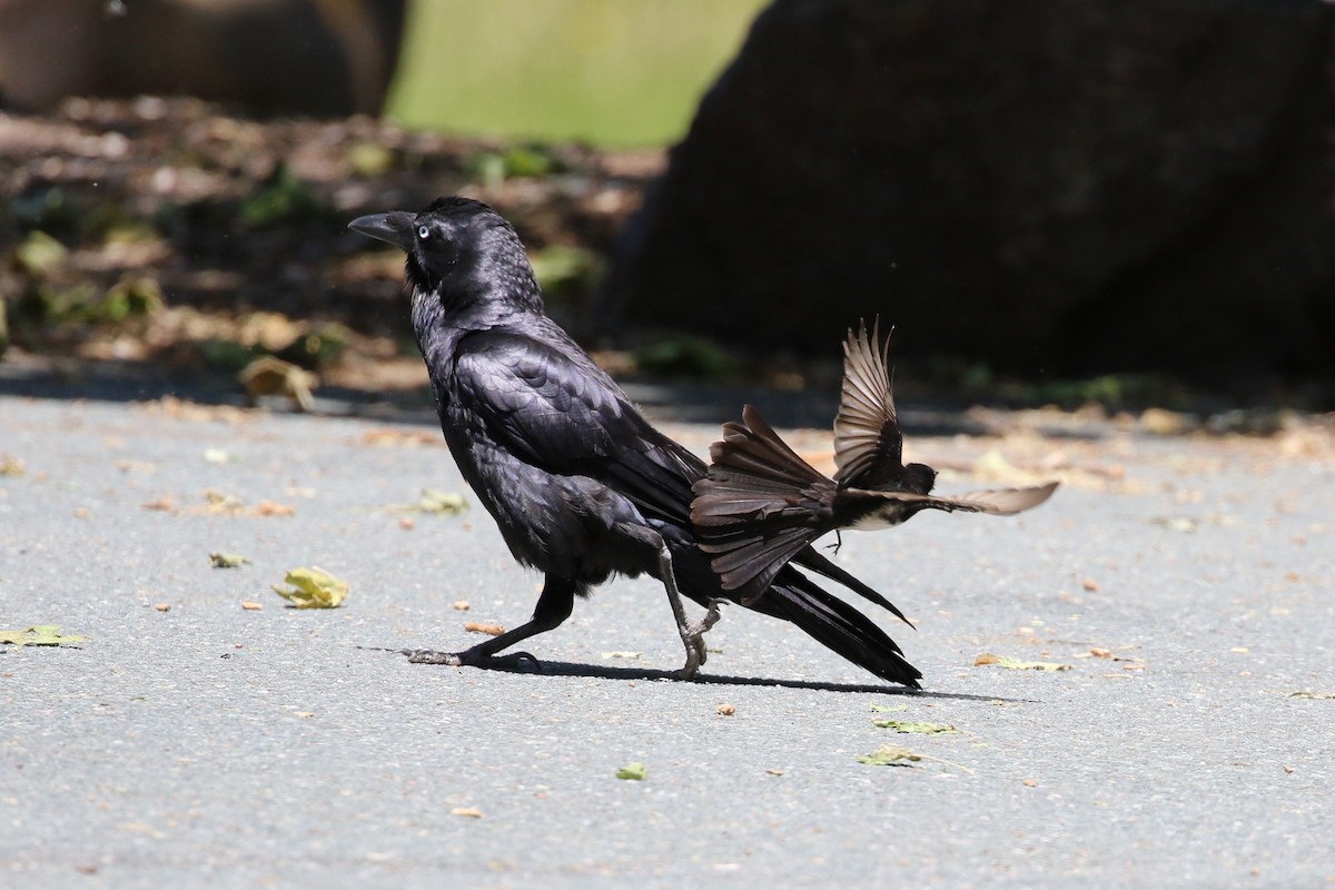 Australian Raven - Deb & Rod R