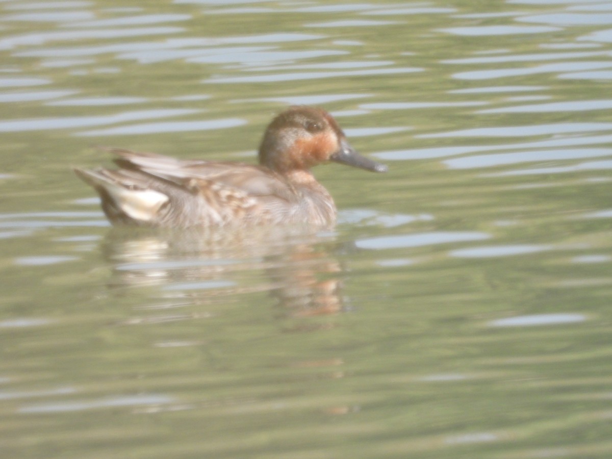 Green-winged Teal - ML502480541