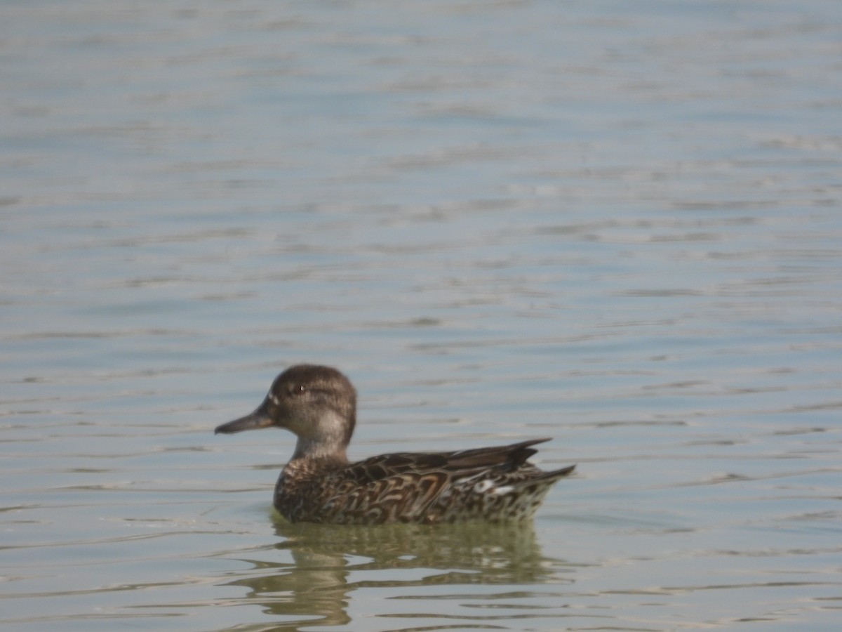 Green-winged Teal - ML502480561