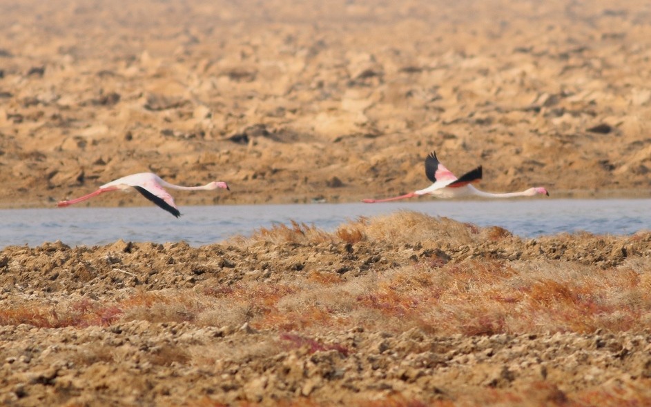 Greater Flamingo - ML50248061