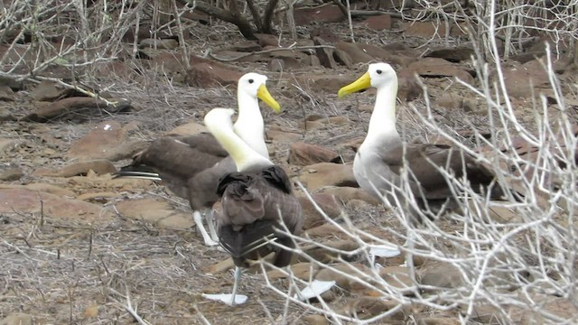 Waved Albatross - ML502485111