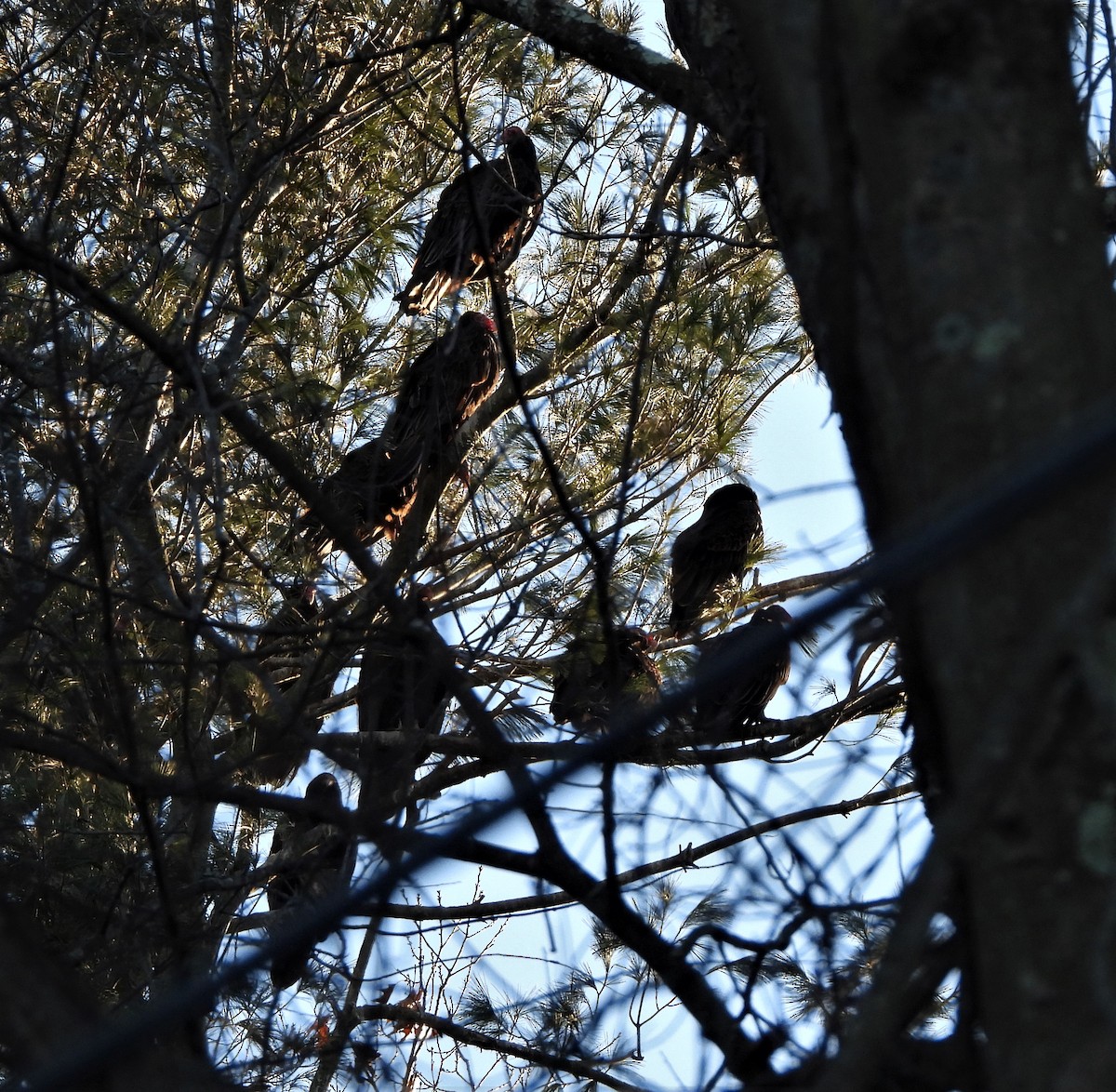 Turkey Vulture - ML502485171