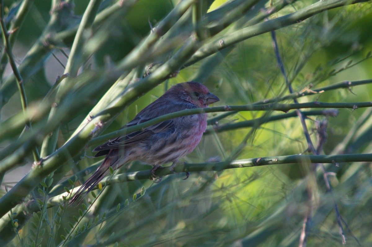 House Finch - Leslie Correia