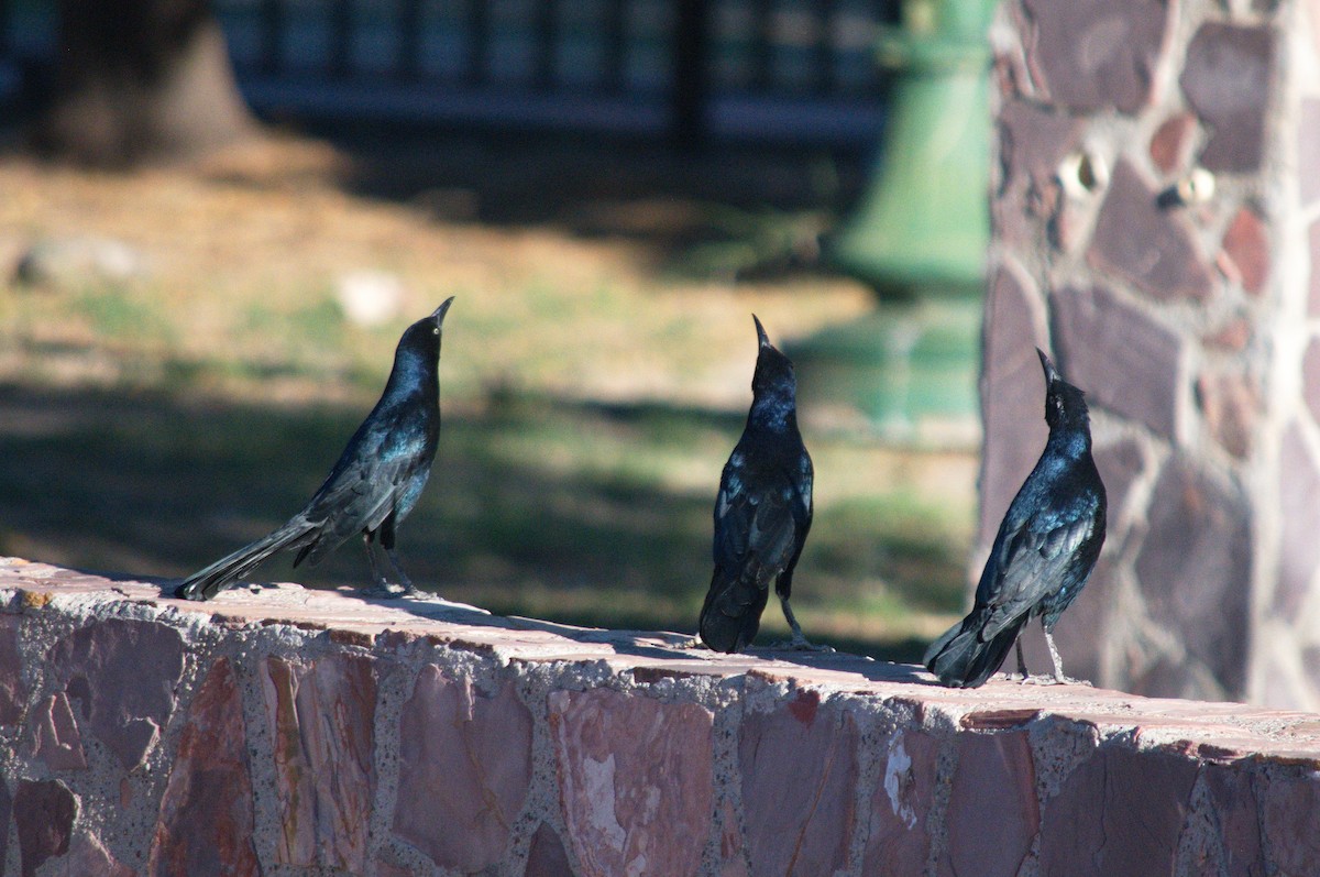 Great-tailed Grackle - Leslie Correia