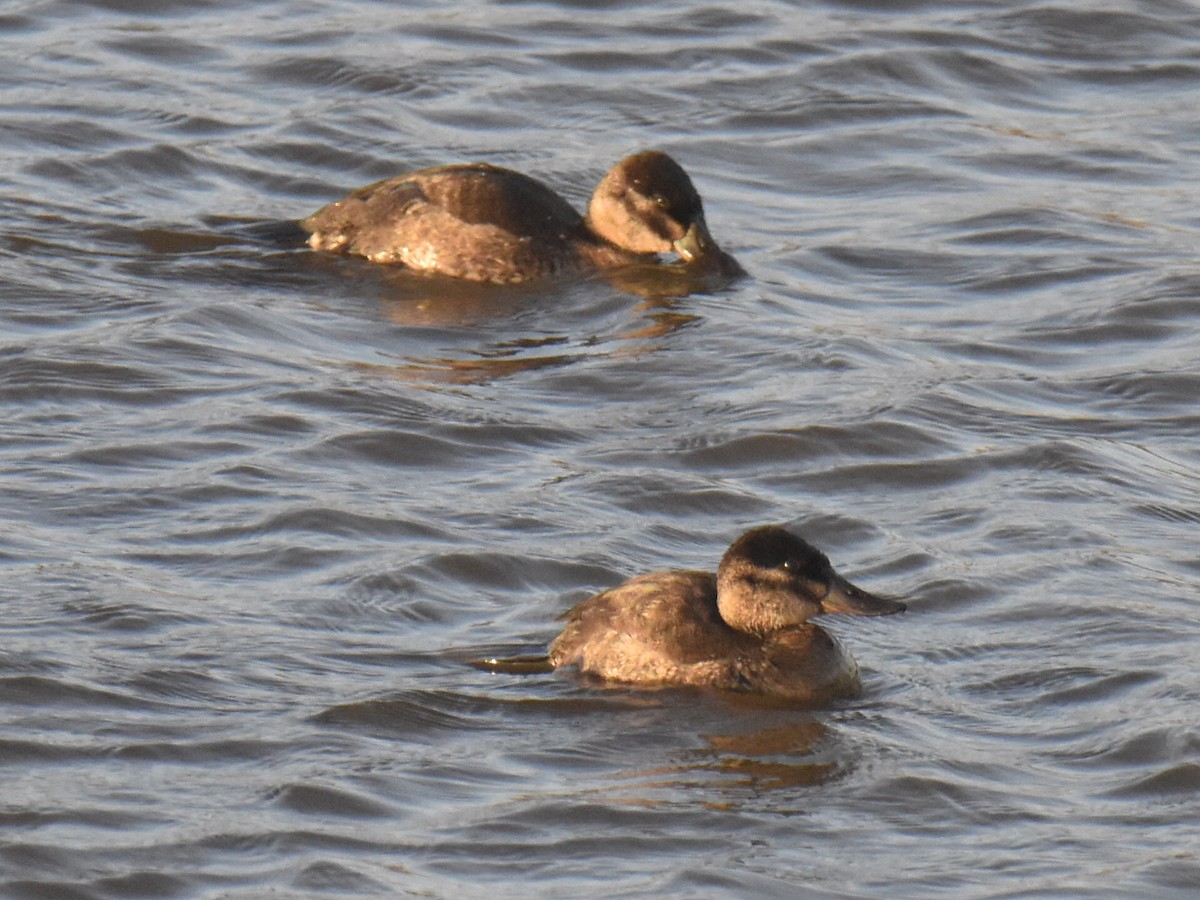 Ruddy Duck - Max Rollfinke