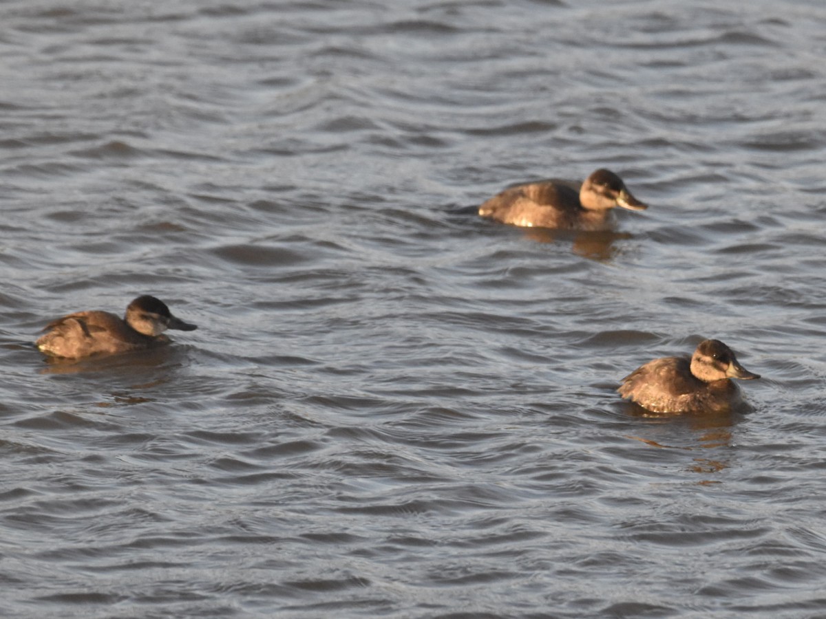 Ruddy Duck - ML502486811