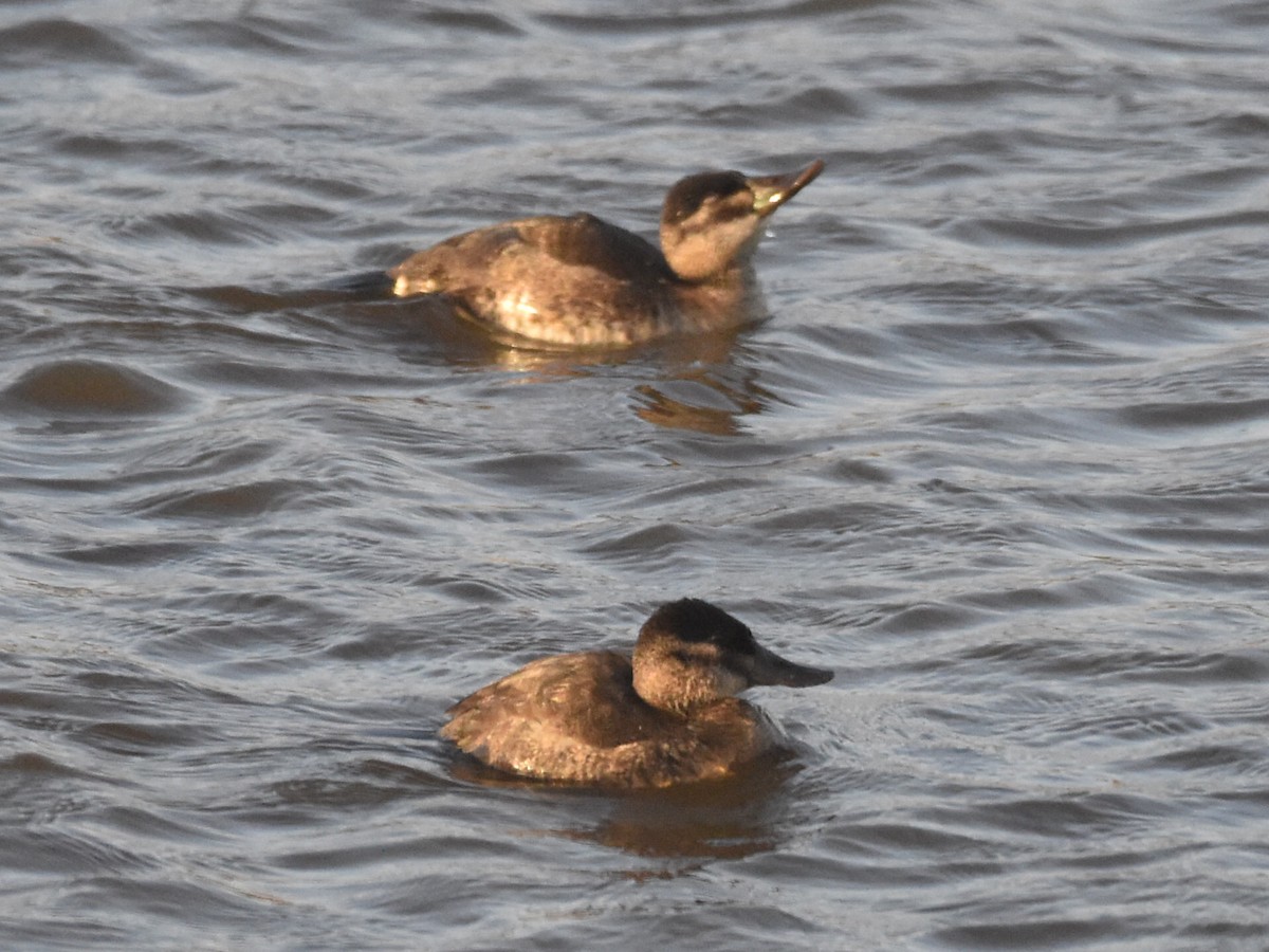 Ruddy Duck - ML502486821